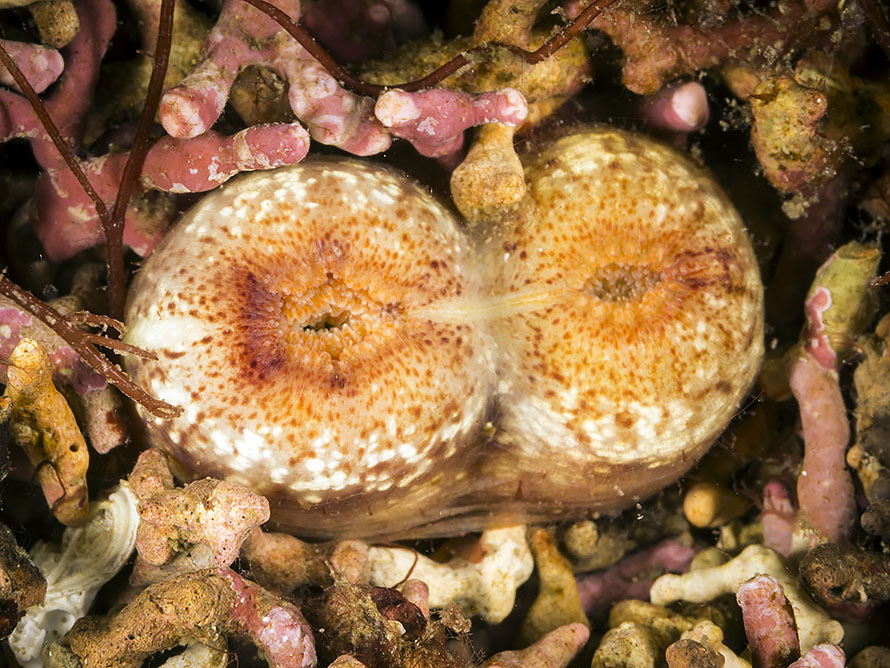 Ensis ensis 2